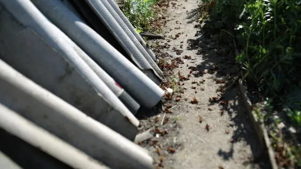 Эколог Шкрадюк пояснил нашествие саранчи в Астраханской области