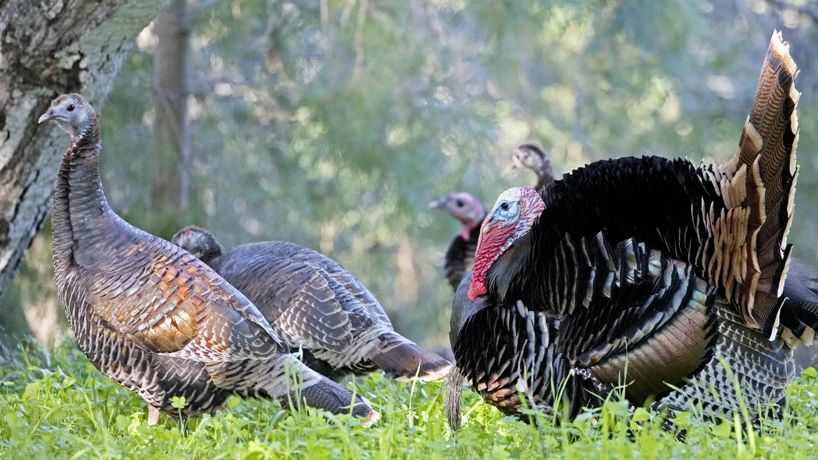 Дикие индейки. Craig Lovell