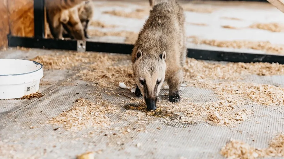 Фото: фермерское хозяйство «УнасФерма»