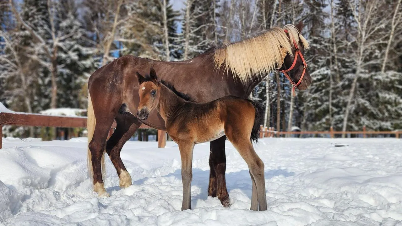 Медибанк Подмосковья/Екатерина Данилина