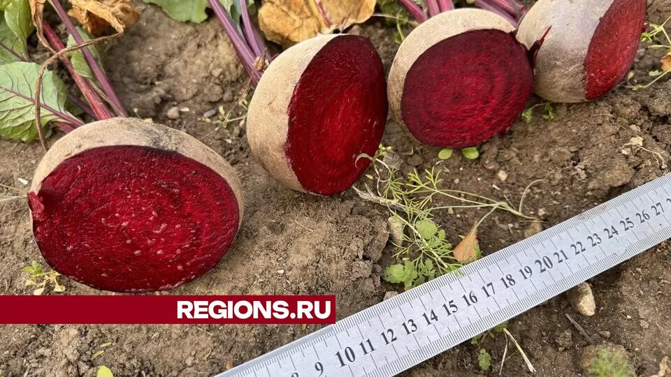 Фото: Мария Шматкова