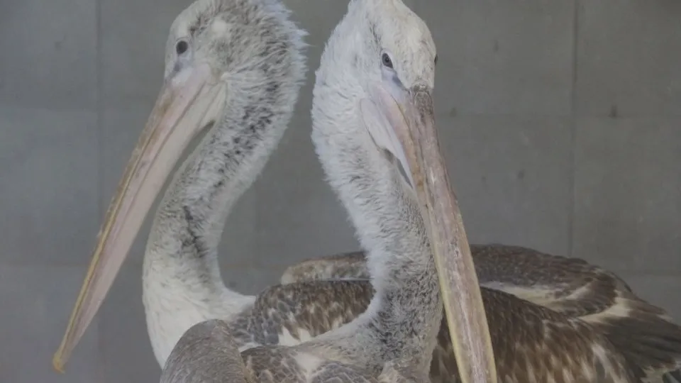 Фото: t.me/rare_animals_zoo