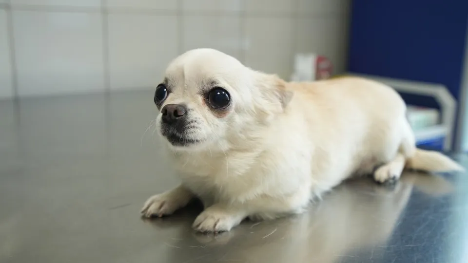 Фото: МедиаБанк Подмосковья/Наталья Надточная