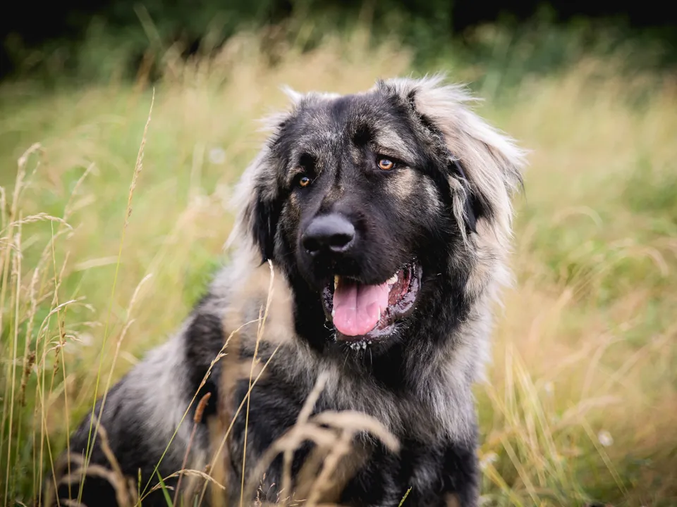 Фото: сommons.wikimedia/Zeshor