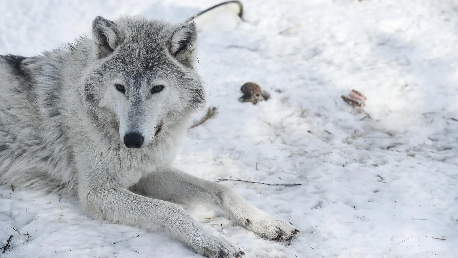 медиасток.рф