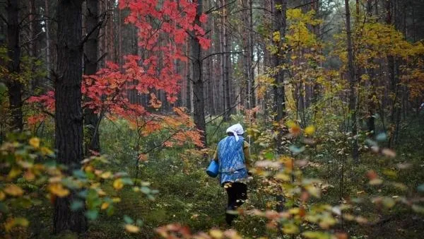 В Ленобласти нашли бабушку и ребенка, которые потерялись в лесу