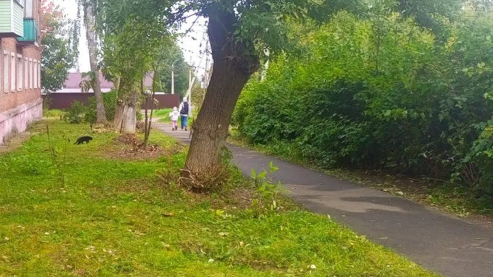 Фото: пресс-служба администрации г.о. Кашира