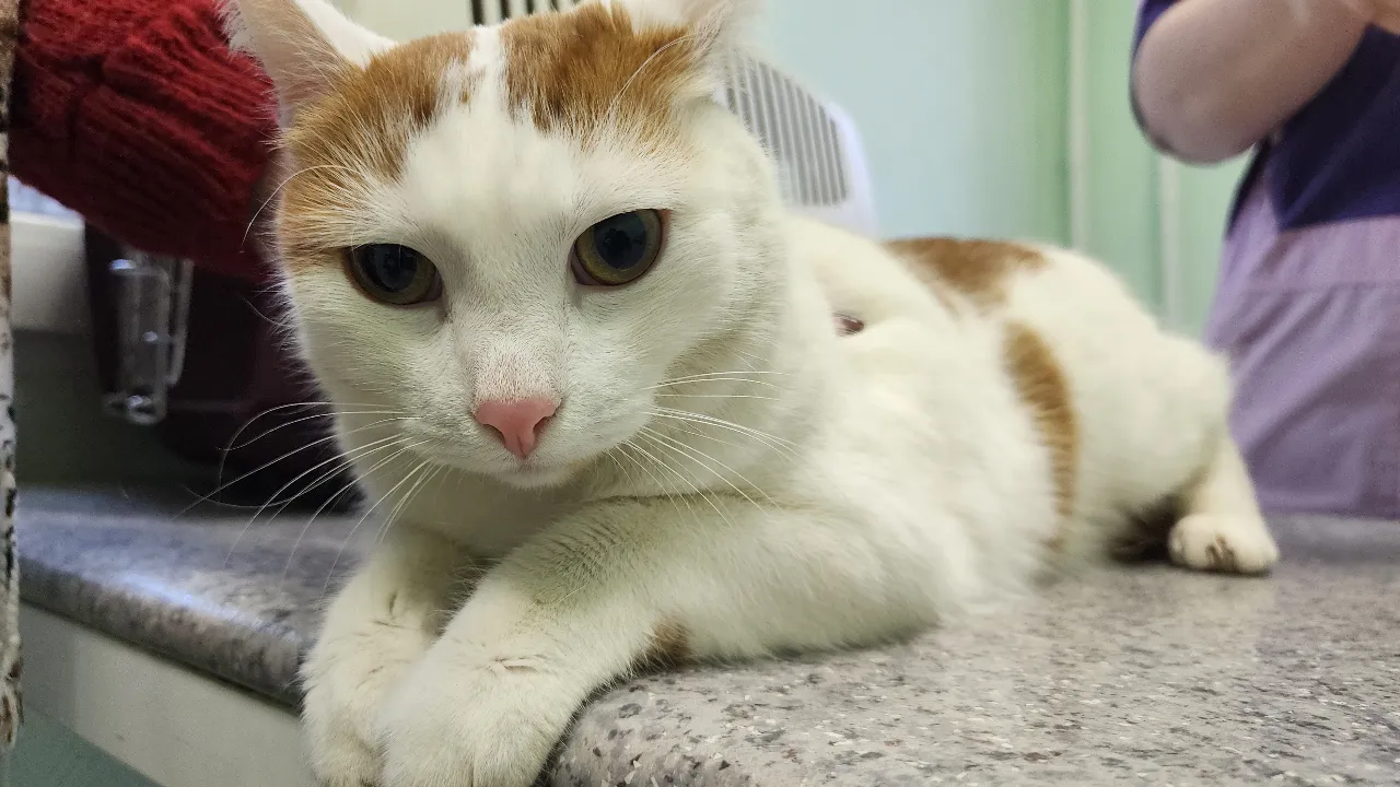 МедиаБанк Подмосковья/Андрей Семибратов