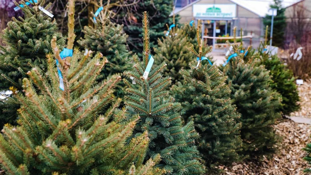 Жителям Химок рассказали, как выбрать новогоднюю ель