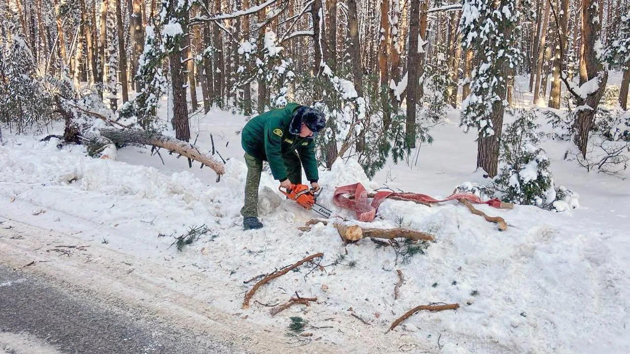 филиал «Русский лес» ГКУ МО «Мособллес»