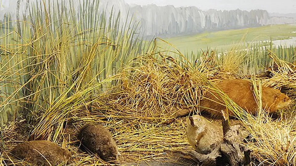 Фото: сommons.wikimedia/okskyres