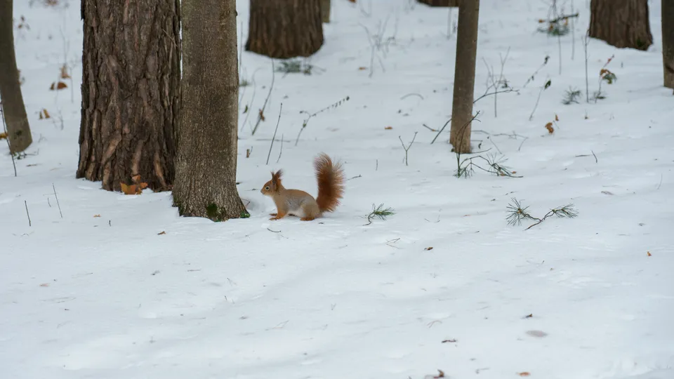 Фото: медиасток.рф