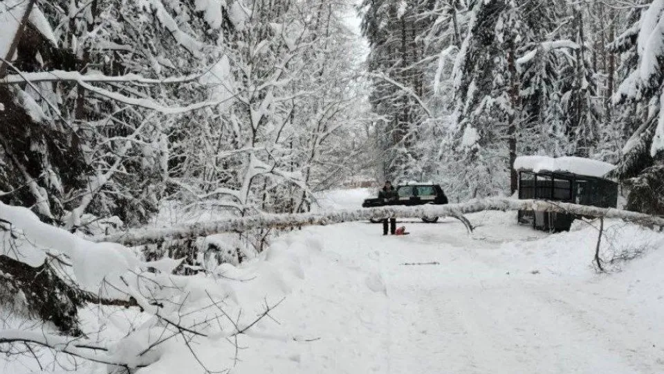 Фото: Комитет лесного хозяйства Московской области