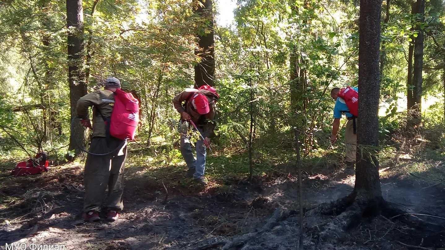 Фото: Комитет лесного хозяйства МО