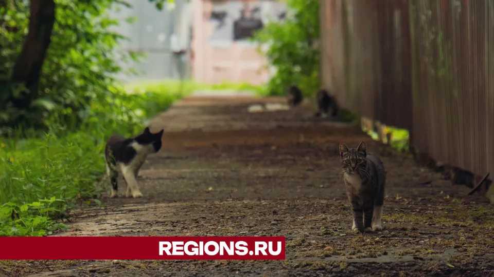 Фото: REGIONS/Наталия Надточая