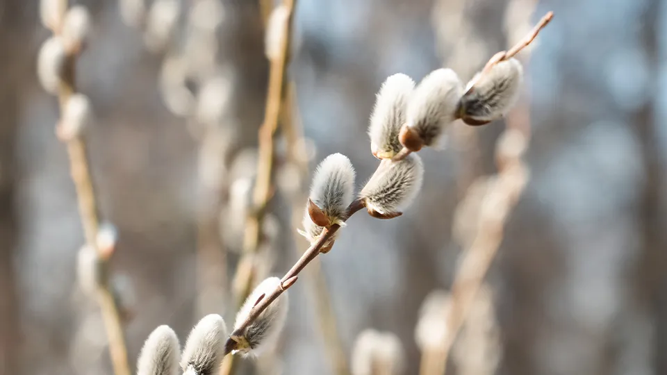 Фото: МедиаБанк Подмосковья/Мария Юдина