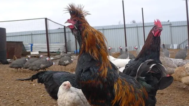 Хавива Фонина