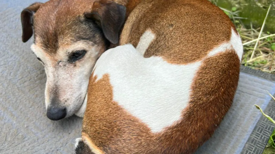 Фото: МедиаБанк Подмосковья/Хавива Фонина