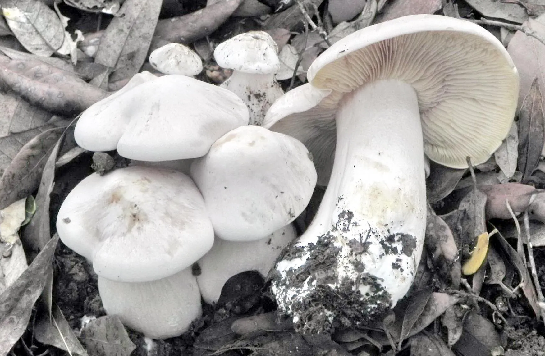 Фото: wikigrib.ru/энтомола ядовитая