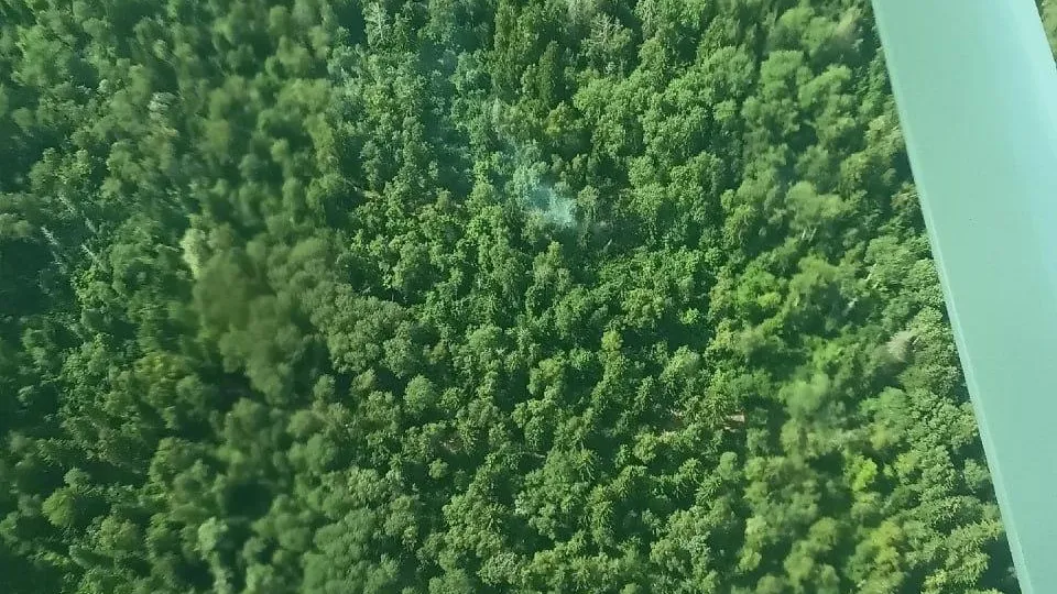 В Подмосковье рассказали о лесопожарной обстановке