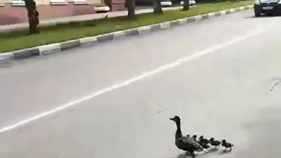 Фото: t.me/lytkarinoonline