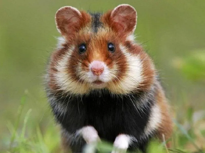 Фото: Министерство экологии и природопользования Московской области