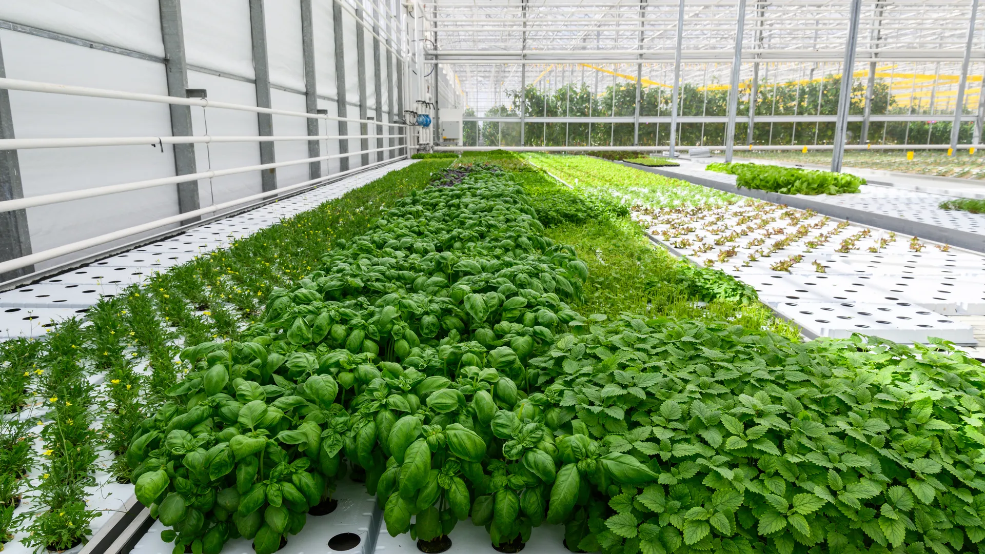 Стремительное подорожание огурцов на прилавках за две недели превысило годовые показатели роста цен