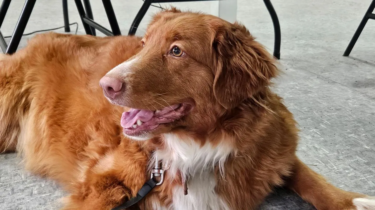 МедиаБанк Подмосковья/Ольга Вельшикаева