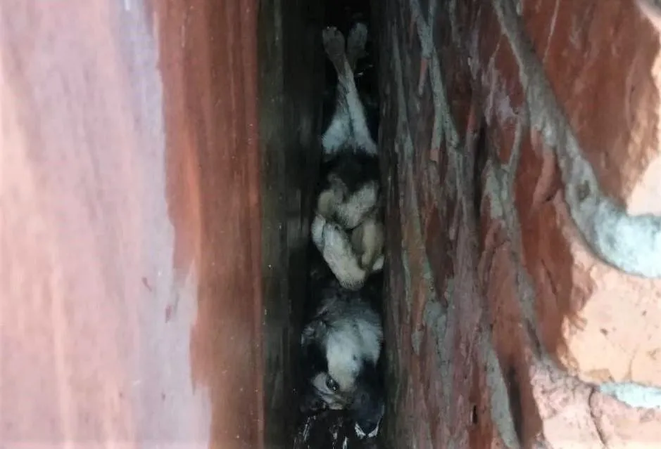 Фото: пресс-служба ГКУ МО «Мособлпожспас»