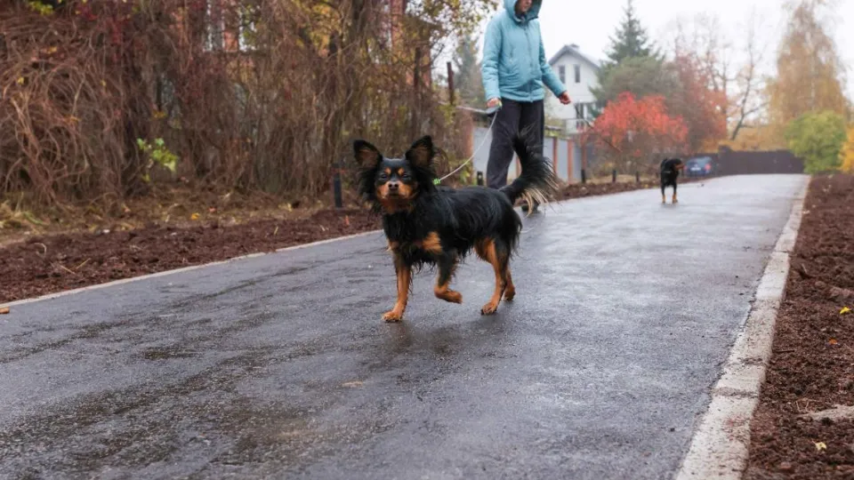 Фото: пресс-служба администрации г.о. Подольск