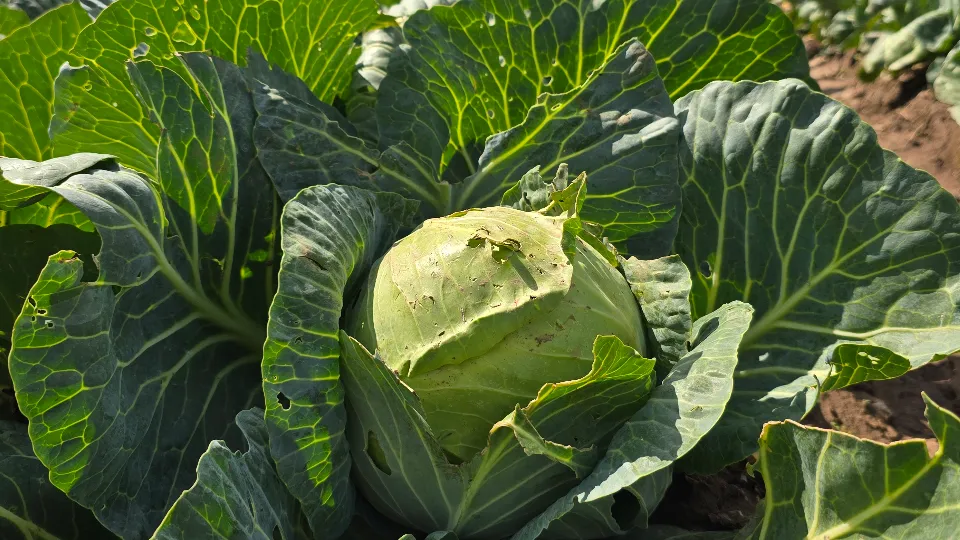 Фото: МедиаБанк Подмосковья/Марина Анисимова