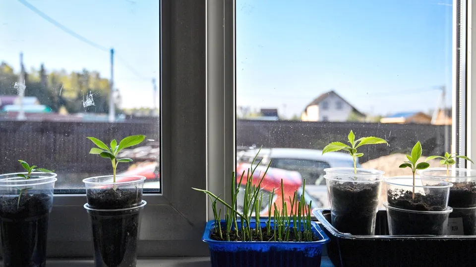 Фото: РИА Новости/Владимир Песня