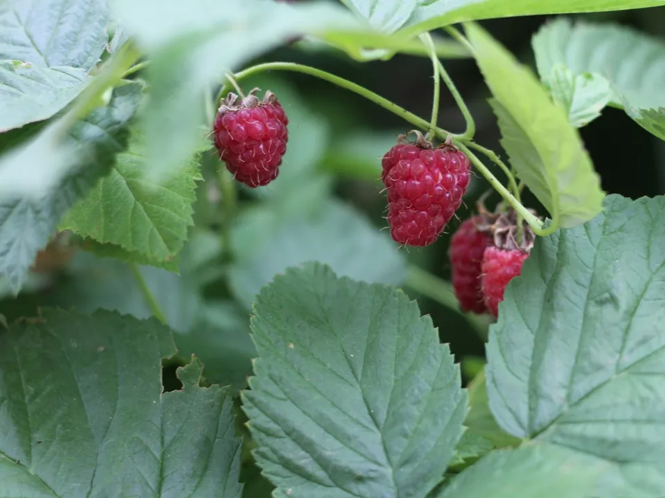 Фото: unsplash.com