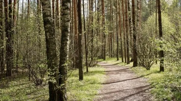 В России появится база генетических данных лесных деревьев