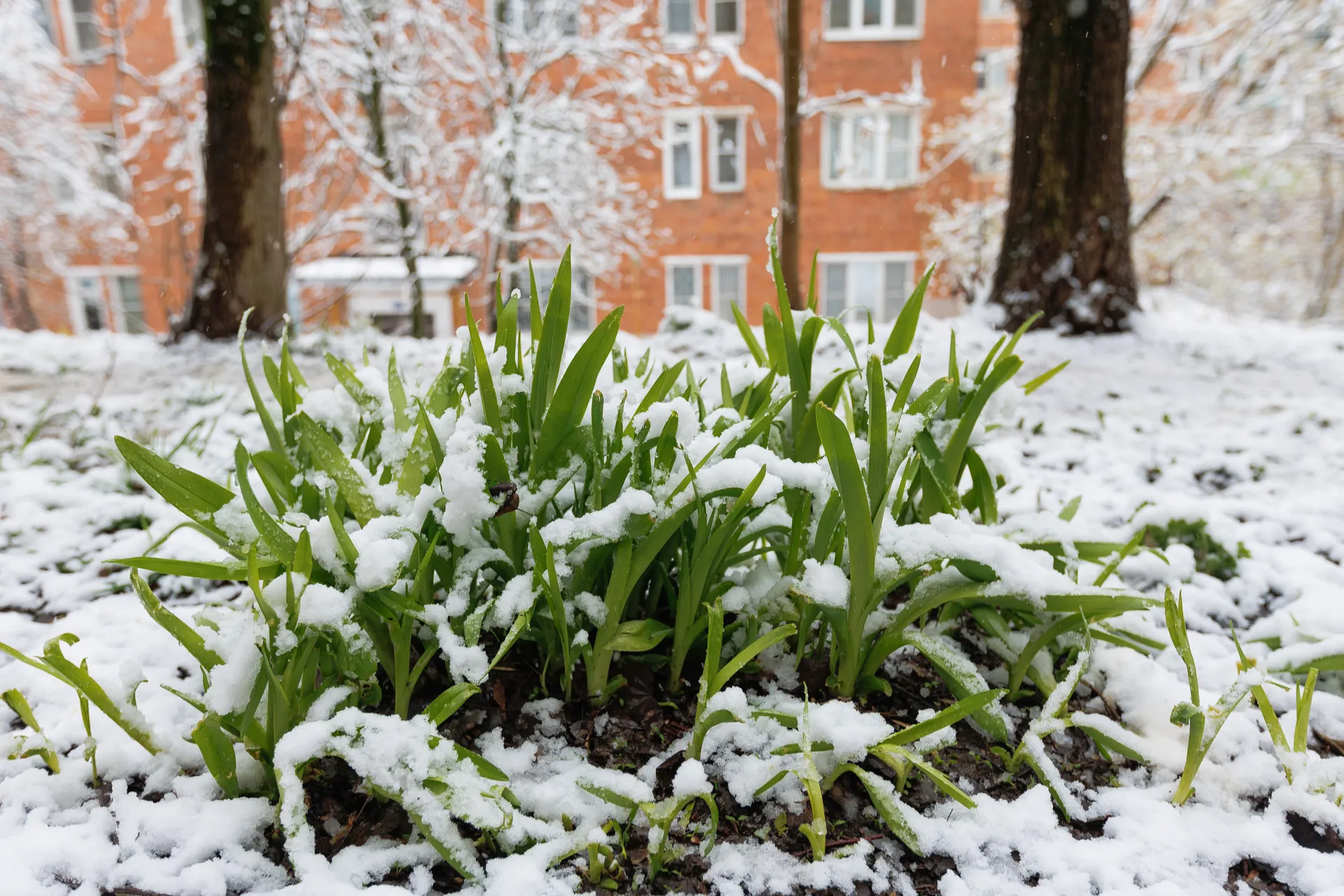 Снежный апокалипсис в Подмосковье: трава в снегу