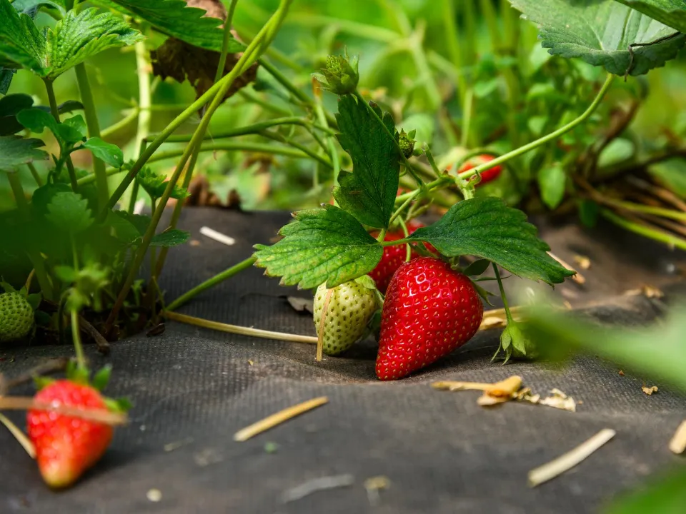 Фото: медиасток.рф