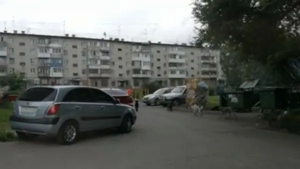 Кемеровчан третируют бездомные собаки