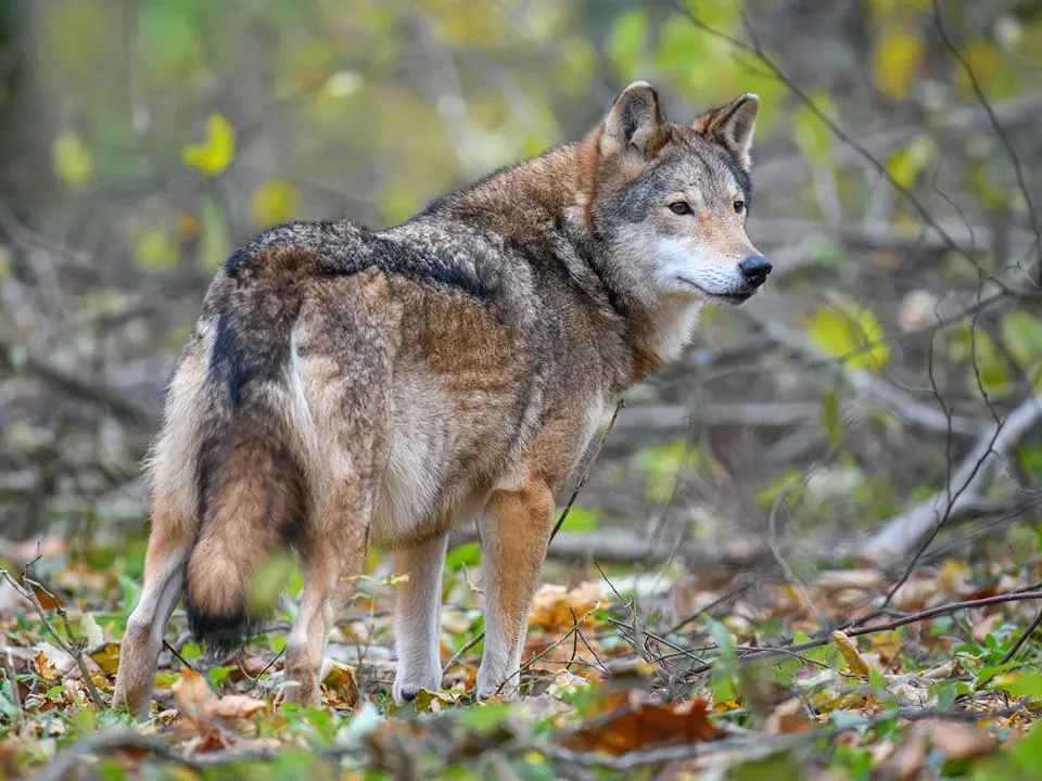 Фото: istockphoto.com/Byrdyak