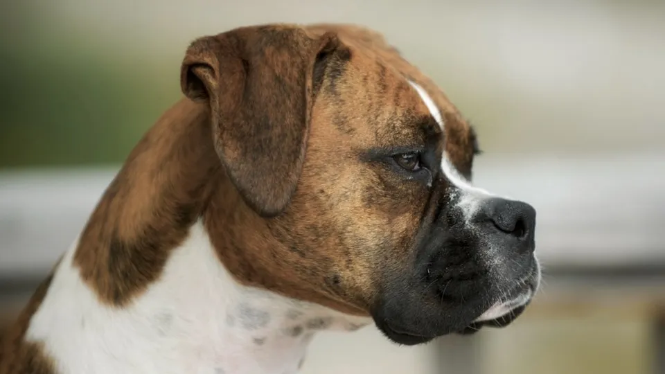 Фото: pxhere.com