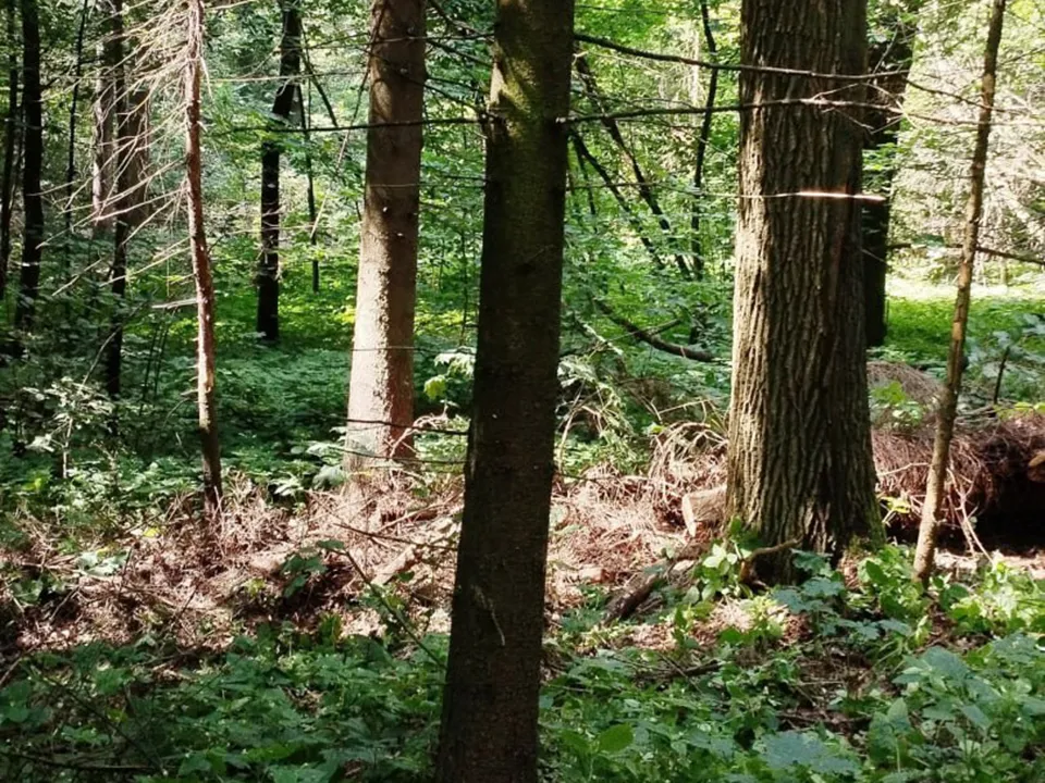 Фото: администрация г.о. Пушкинский