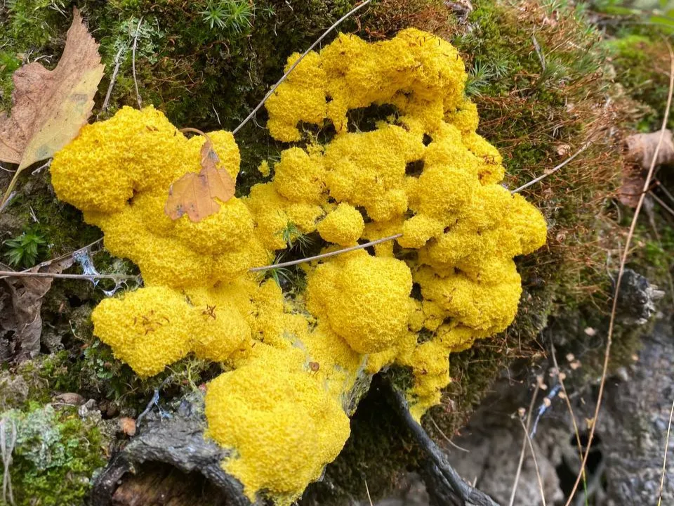 Фото: Анастасия Вознесенская&nbsp;