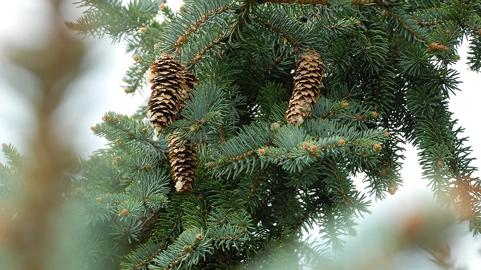 Фото: pxhere.com