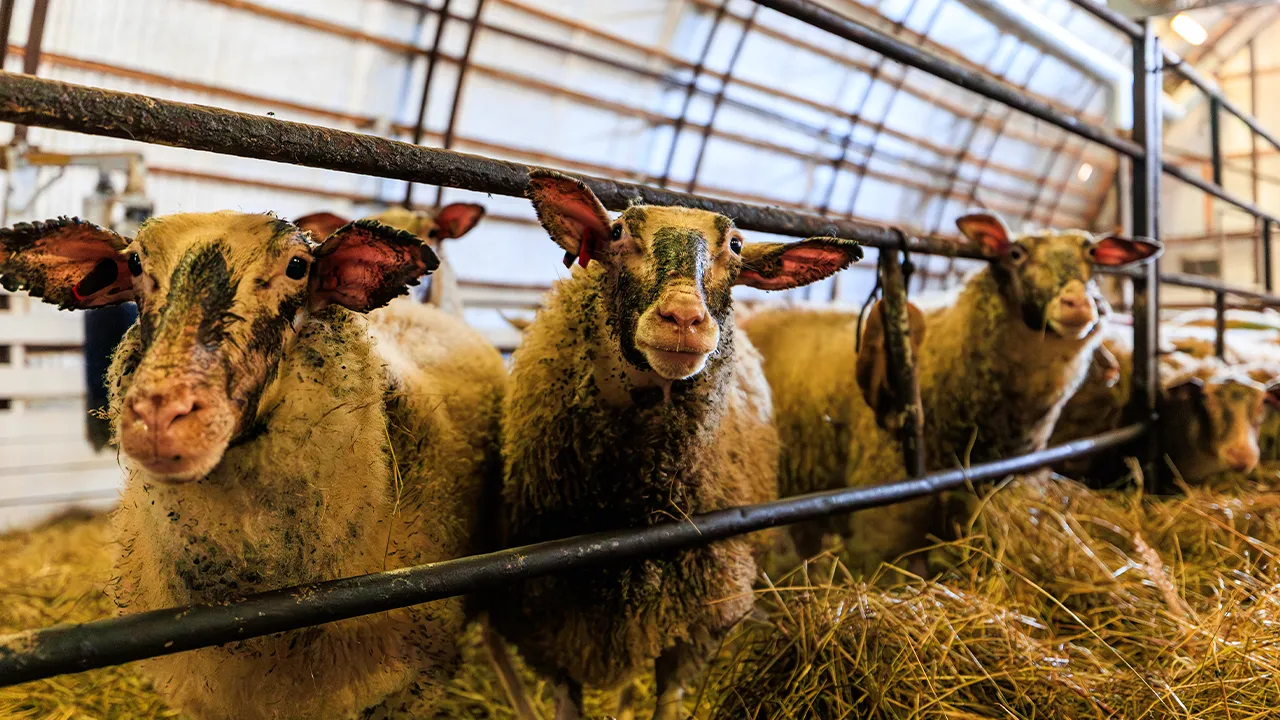 медиасток.рф