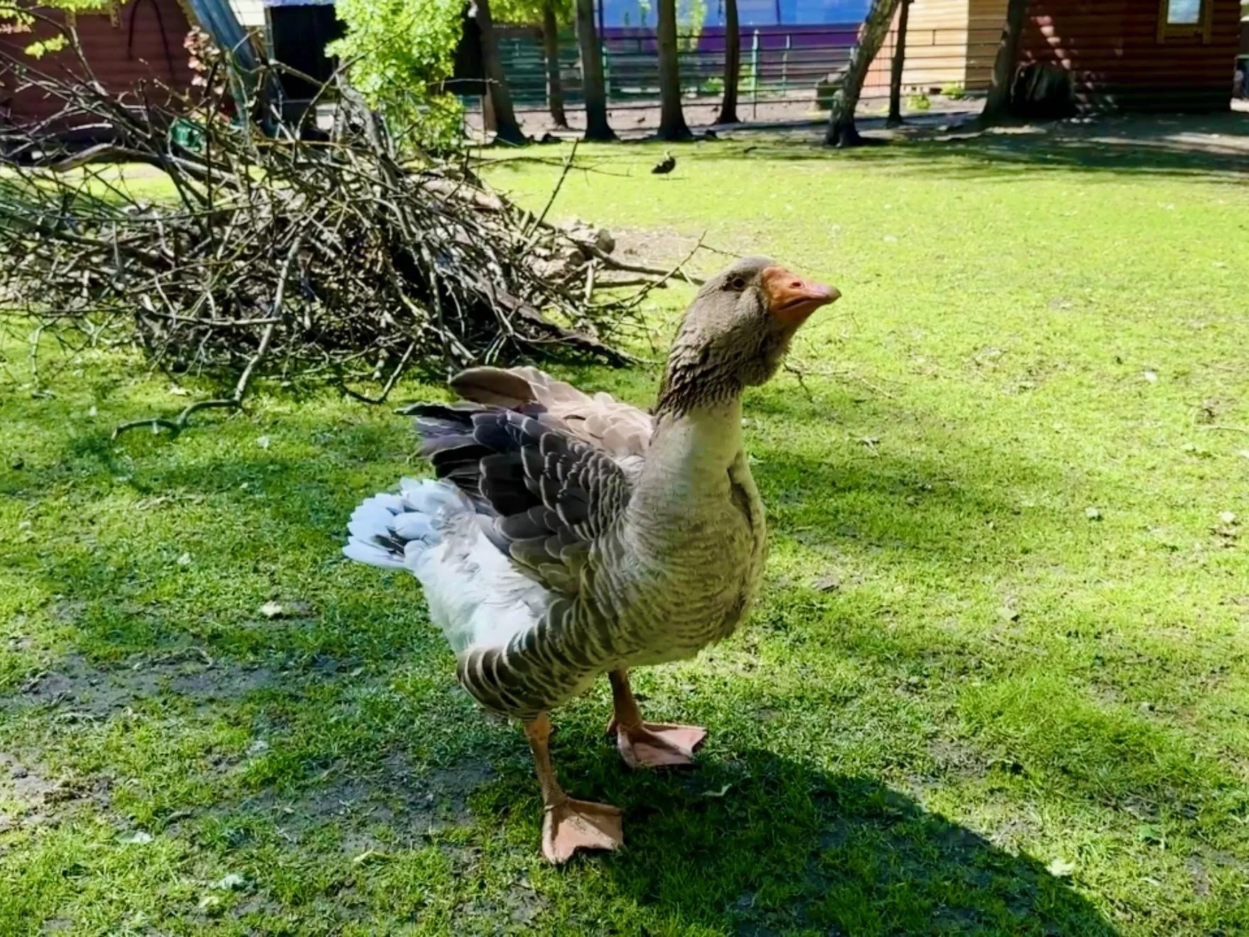 Гусь Гриша. Фото: Ольга Стаферова