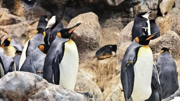 Ученые: одна из крупнейших популяций королевских пингвинов сократилась