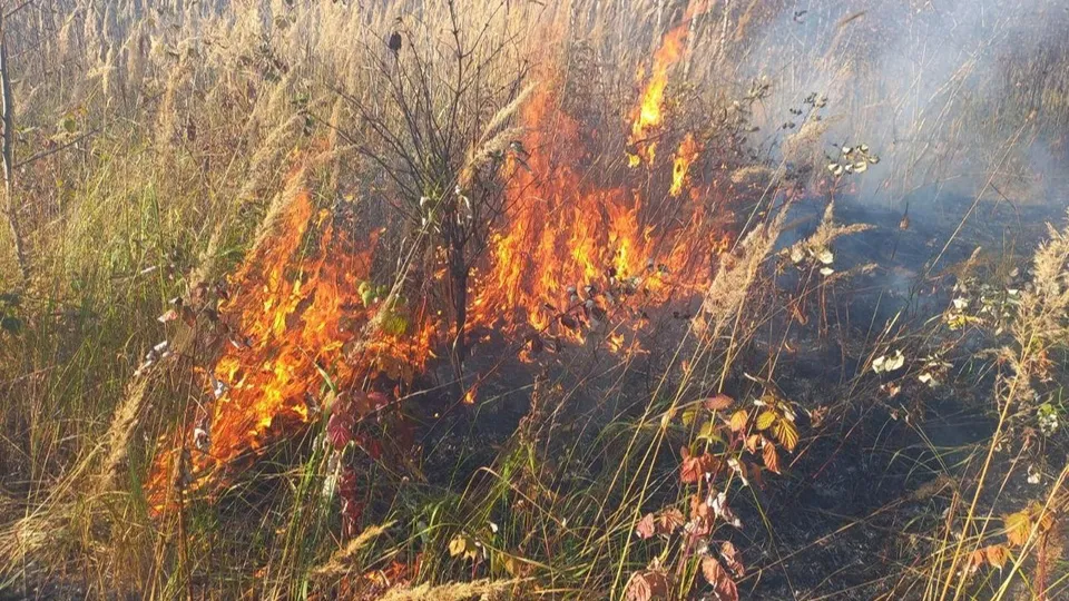 Фото: Комитет лесного хозяйства Московской области