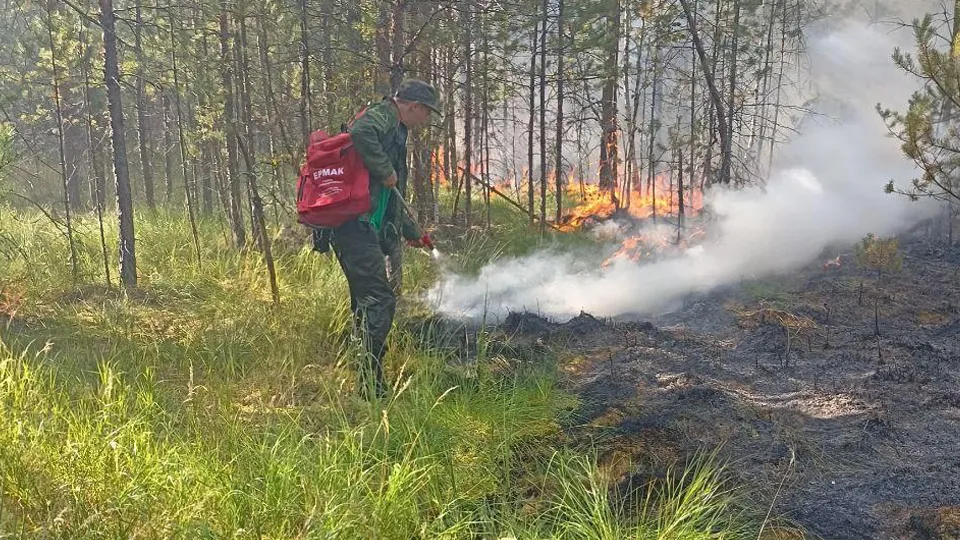 Фото: Комитет лесного хозяйства Московской области