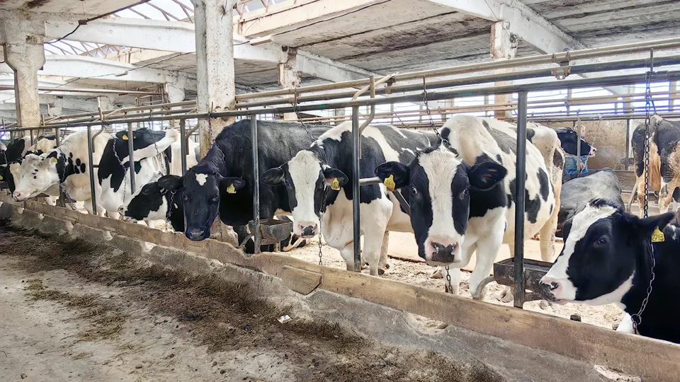 Фото: МедиаБанк Подмосковья/Елена Катасонова