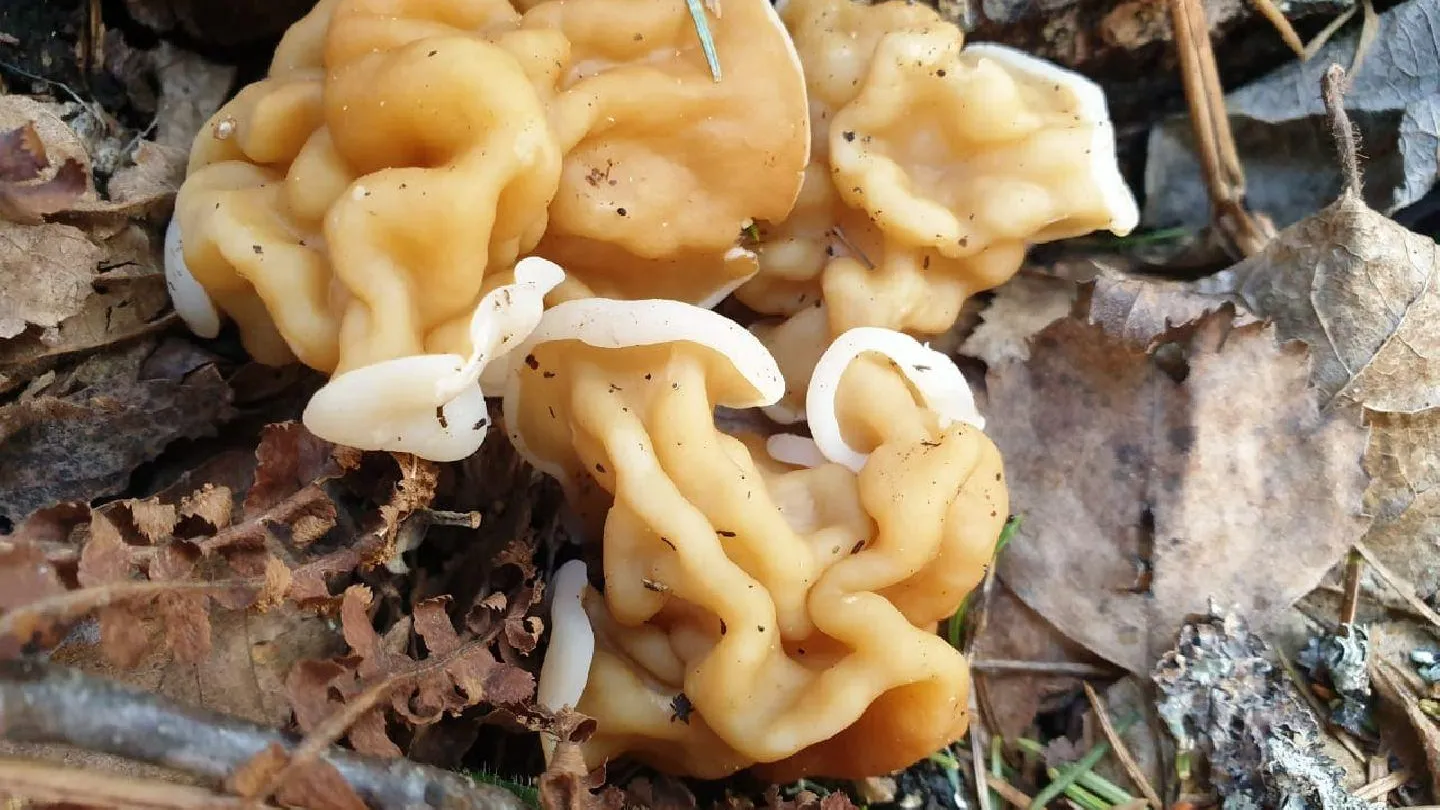 МедиаБанк Подмосковья/Анастасия Новак