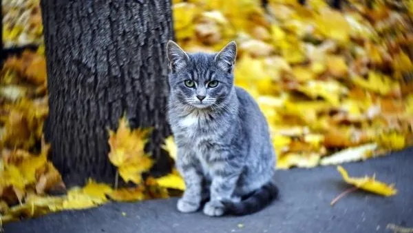 Владимир Песня / РИА Новости